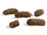 Illustration of Red Grouse droppings (Lagopus lagopus scotica)BD0158 (#2937)