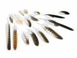 Illustration of Red Kite feathers (Milvus milvus) (#3730)