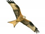 Illustration of Red Kite (Milvus milvus) (#3275)