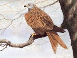 Illustration of Red Kite (Milvus milvus) (#3709)