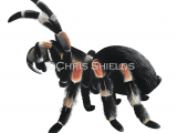 Illustration of Red-Kneed Tarantula (Brachypelma smithii) (#2750)