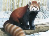 Illustration of Red Panda (Ailurus fulgens) (#3852)
