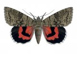 Illustration of Red Underwing (Catocala nupta) (#2468)