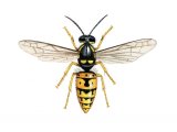Illustration of Red Wasp worker (Vespula rufa) (#3160)