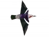 Illustration of Red-cheeked Starling (in flight) Sturnia philippensis (#2236)