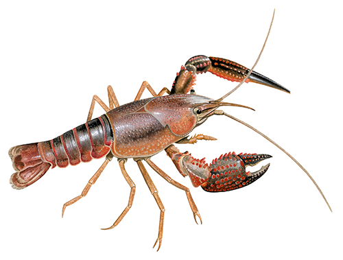 Illustration of Red swamp Crayfish (Procambarus clarkii) (#4416)