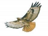 Illustration of Red-tailed Hawk (Buteo jamaicensis) (#3903)