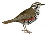 Illustration of Redwing (Turdus iliacus) (#1214)