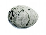 Illustration of Reed Bunting egg (Emberiza schoeiclus) (#2430)