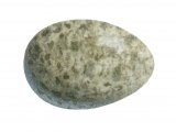 Illustration of Reed Warbler egg (Acrocophalus scirpaceus) (#2436)