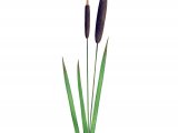 Illustration of Reedmace (Tyoha latifolia) (#2137)