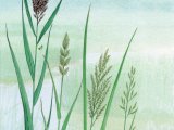 Illustration of Reeds & Grasses - Common Reed (Phragmites australis) Reed Canary Grass (Phalaris arundinacea) Reed Sweet-grass (Glyceria maximum)  Floating Sweet Grass (G. fluitans) (#4357)