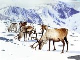 Illustration of Reindeer (Rangifer tarandus) (#2166)