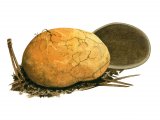 Illustration of Rhizopogon luteolus (Yelow False Truffle) (#1996)