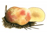 Illustration of Rhizopogon roseolus (#1995)