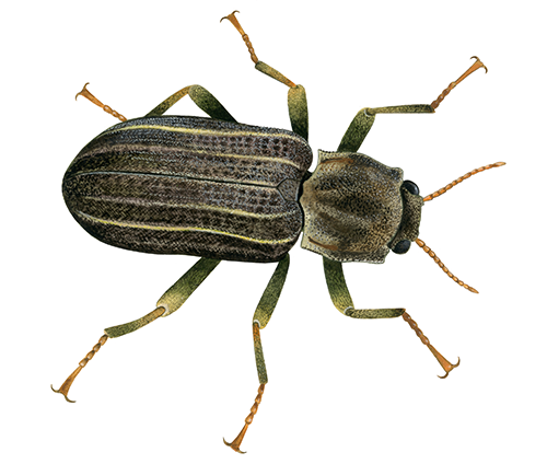 Illustration of Riffle beetle (Stenelmis canaliculata) (#4415)