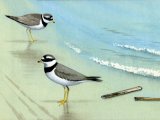 Illustration of Ringed Plover (Charadrius hiaticula) (#0429)