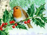 Illustration of Robin (Erithacus rubecula) (#0434)
