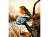 Illustration of Robin (Erithacus rubecula) (#0592)