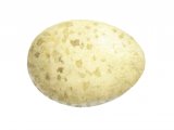 Illustration of Robin egg (Erithacus rubecula) (#2433)