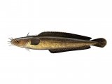 Illustration of Rockling (Five-bearded) Ciliata mustela (#1082)