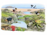 Illustration of Rockpool (#2673)