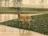 Illustration of Roe Deer (Capreolus capreolus) (#4695)