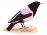 Illustration of Rose-coloured Starling male (Pastor roseus) (#3317)