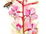 Illustration of Rosebay Willow Herb (Epilobium hirsutum) (#1081)