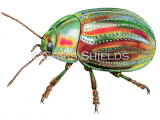 Illustration of Rosemary Beetle (Chrysolina americana).png (#4650)