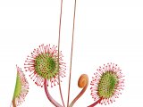 Illustration of Round-leaved Sundew (Drosera rotundifolia) (#2086)