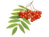 Illustration of Rowan Berries (Sorbus aucuparia) (#3442)