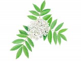 Illustration of Rowan Blossom (Sorbus aucuparia) (#3443)
