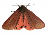 Illustration of Ruby Tiger (Phragmatobia fuliginosa) (#4078)