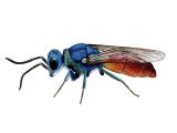 Illustration of Ruby-tailed Wasp (Chrysis ignita) (#3148)