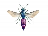 Illustration of Ruby-tailed Wasp (Chrysis ignita) (#3147)