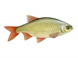 Illustration of Rudd (Scardinius erythrophthalmus) (#2693)