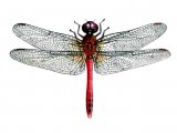 Illustration of Dragonfly (Rudy Darter) Sympetrum sanguineum (#1294)