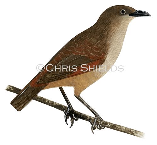 Illustration of Rufus-winged Starling (Aplonis zelandica maxwellii) (#4560)