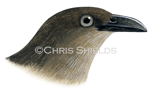 Illustration of Rufus-winged Starling (Aplonis zelandica rufipennis) (#4561)