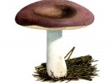 Illustration of Russula amethystina (#1712)