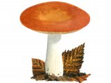 Illustration of Russula aurea (#1886)