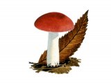 Illustration of Russula melzeri (#2653)