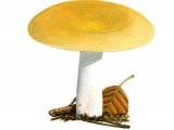 Illustration of Russula ochroleuca  (Ochre Brittlegill) (#1880)