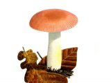 Illustration of Russula odorata (#2655)