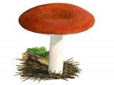 Illustration of Russula paludosa (#1891)