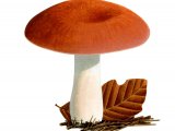Illustration of Russula rosea (#2656)