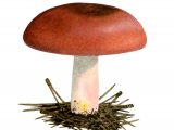 Illustration of Russula xerampelina (#1883)
