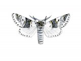 Illustration of Sallow Kitten (Furcula furcula) (#2476)