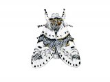 Illustration of Sallow Kitten (Furcula furcula) (#2477)